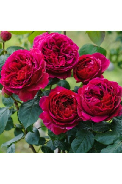 Великі квіти троянди плетистої Світ Кісс у розкритому стані